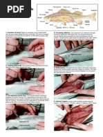 Miwa The Physiology of Fishes - David H Evans | PDF | Sharks