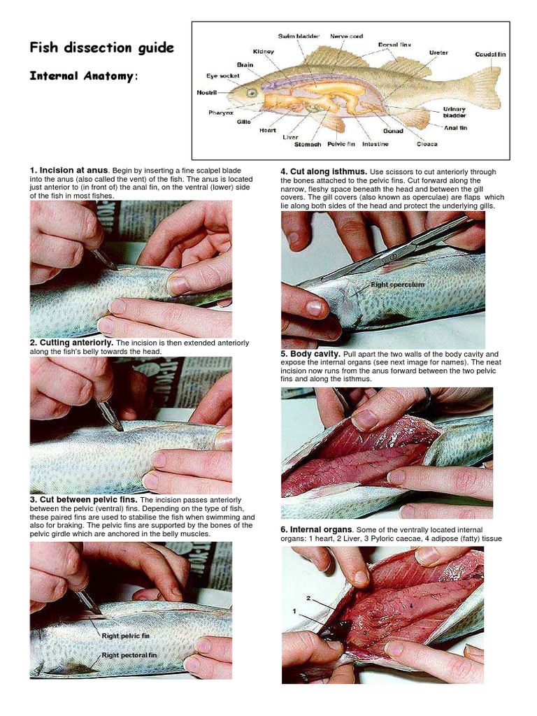 A Comprehensive Guide to Fish Dissection and Anatomy Exposing the