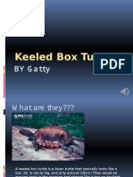 Keeled Box Turtle