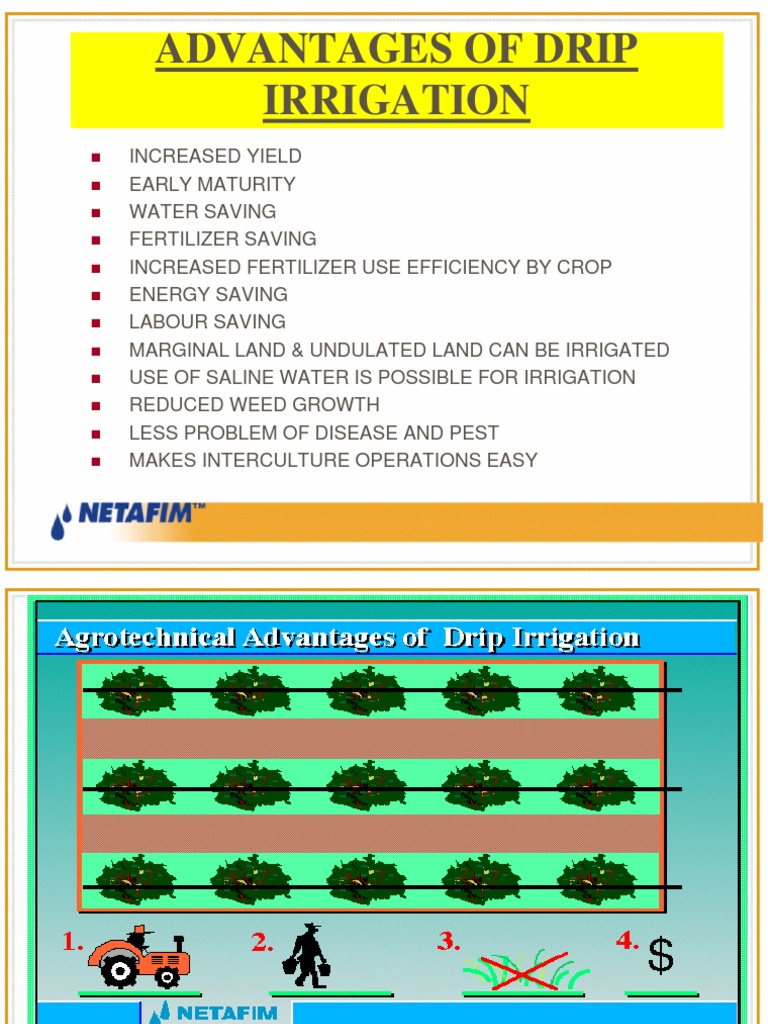 Drip Irrigation Benefits PDF Irrigation Crop Yield