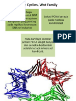 PCNA, D-Type Cyclins, WNT Family