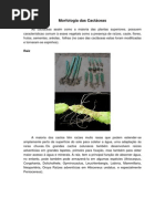 Morfologia das Cactáceas
