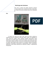 Morfologia Das Cactáceas