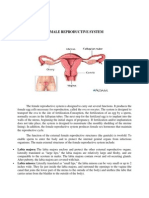 Female Reproductive System: Anatomy and Physiology