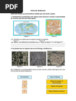Ficha Trabalho Plantas Cidades