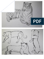 Tiger Drawings Portfolio