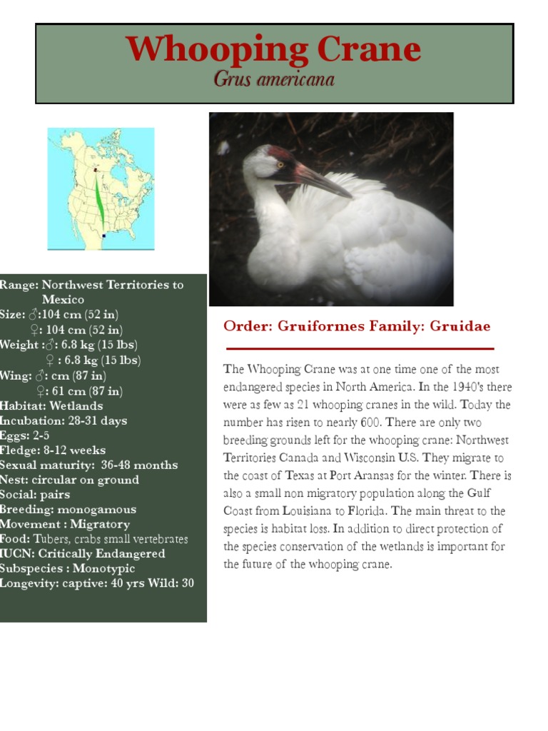 Whooping Crane | PDF
