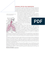 Biología de Los Pulmones y de Las Vías Respiratorias