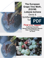 The European Grape Vine Moth, (EGVM) : Lobesia Botrana