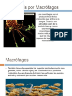 Fagocitosis Por Macrófagos