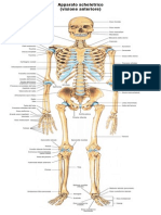 Apparato Scheletrico (Visione Anteriore)