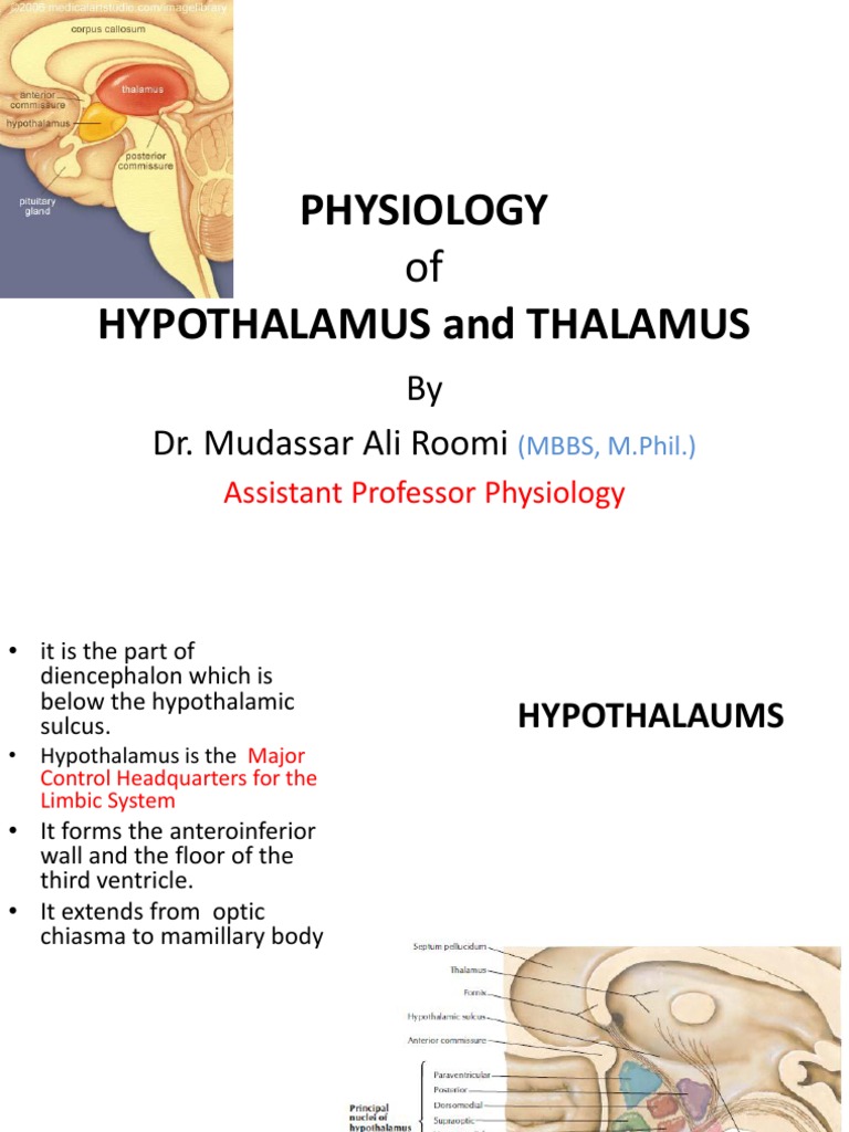 Lecture On The Physiology of Hypothalamus and Thalamus by Dr. Roomi ... Biology Diagrams