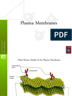 plasma membranes