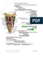 Anatomie Faringe