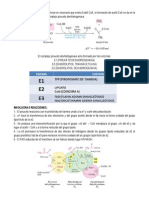 Formación de Acetil CoA