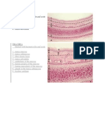 Trachea