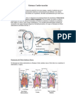 Sistema Cardiovascular