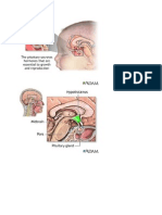 Pic. Pituitary