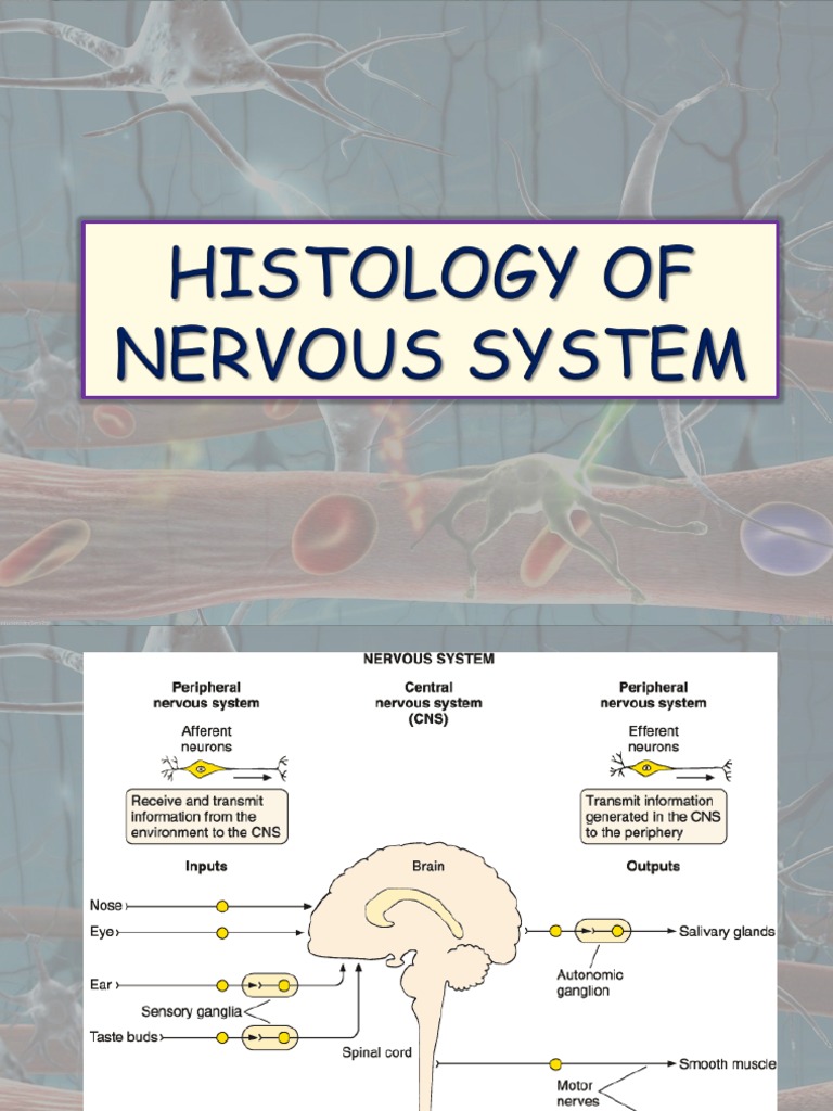 Histology of Nervous System | PDF | Soma (Biology) | Neuron