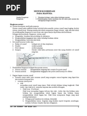 Sistem Koordinasi Pada Manusia Doc