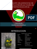 Preesentacion Bioacustica Loro Orejiamarillo