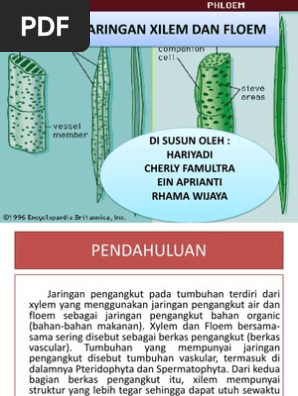 Struktur Dan  Mekanisme Kerja Xilem Dan  Floem Berbagai 