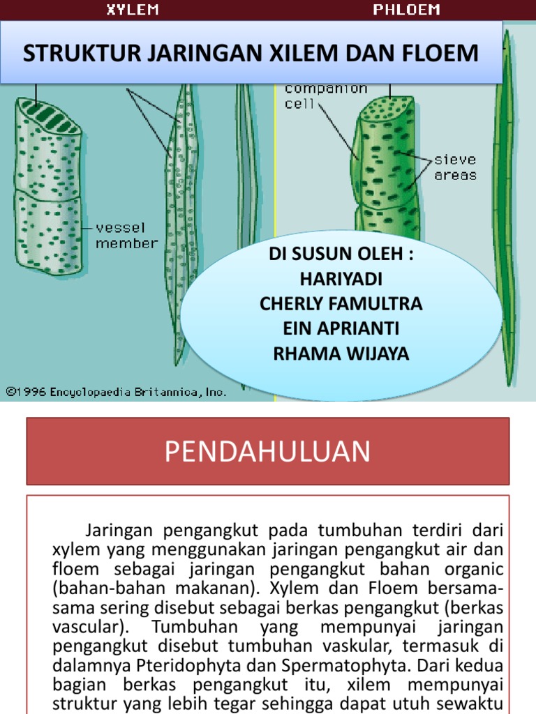 Struktur Jaringan Xilem dan Floem | PDF