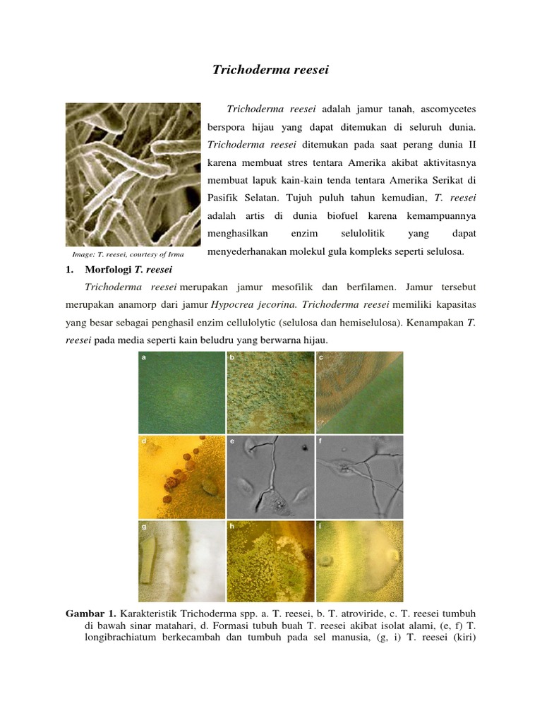 Manfaat dan Morfologi Trichoderma reesei | PDF