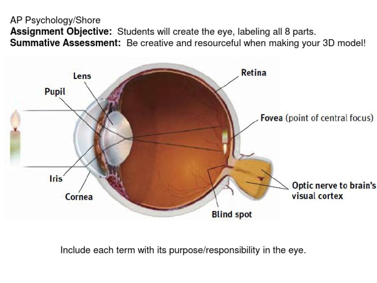 3D Eye Model Project for AP Psychology | PDF | Career & Growth | Art