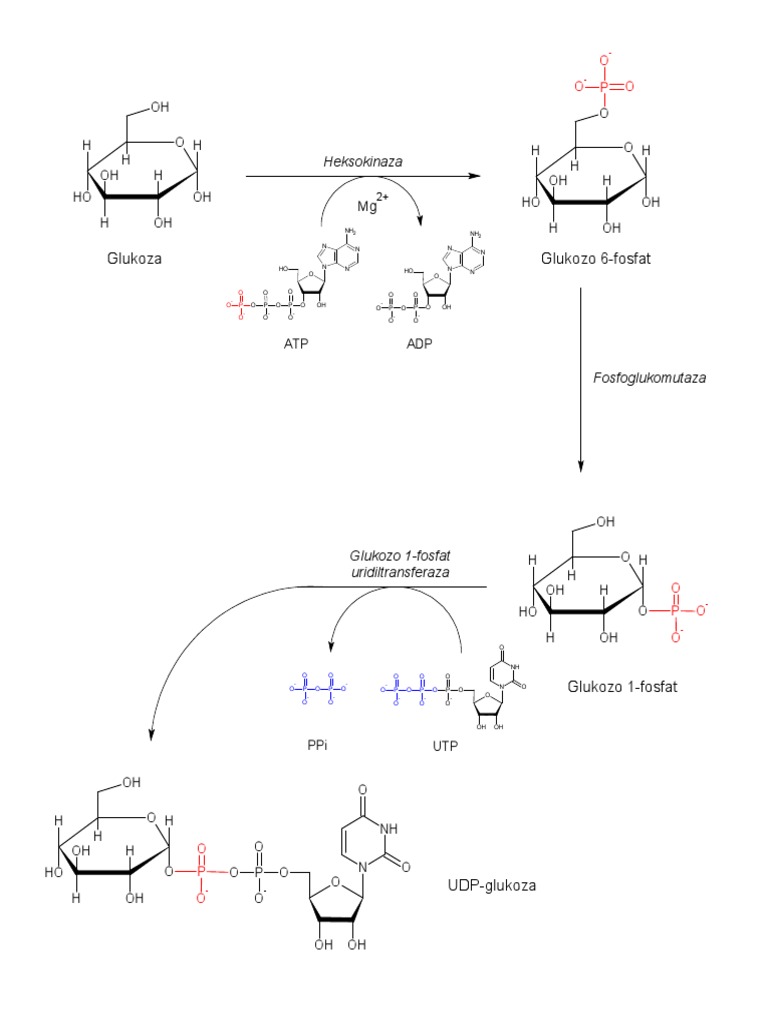 Aktivacija Glukoze U Sintezi Glikogena | PDF, image size:768x1024