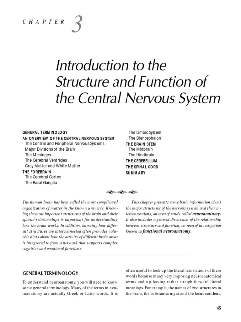 Anatomy of The Brain | PDF | Cerebral Cortex | Central Nervous System