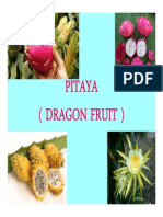 Pitaya (Dragon Fruit)