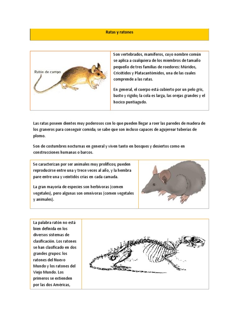Ratones y ratas: vertebrados roedores | PDF | Rata | Ratón