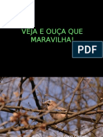 aves_(ajudando_a_natureza)