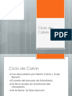 ciclo de calvin