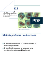 Meiosis