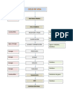 Ciclo de Vida de Los Productos