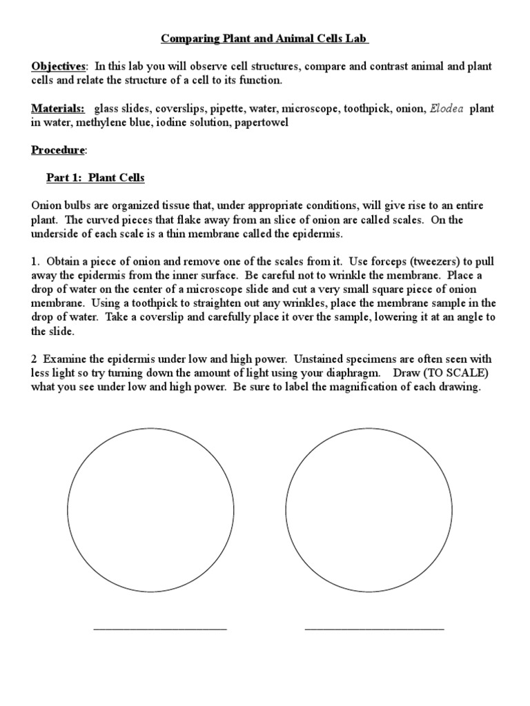 Worksheets Comparing Plant And Animal Cells Worksheet comparing plant and animal cells lab 1 staining onion