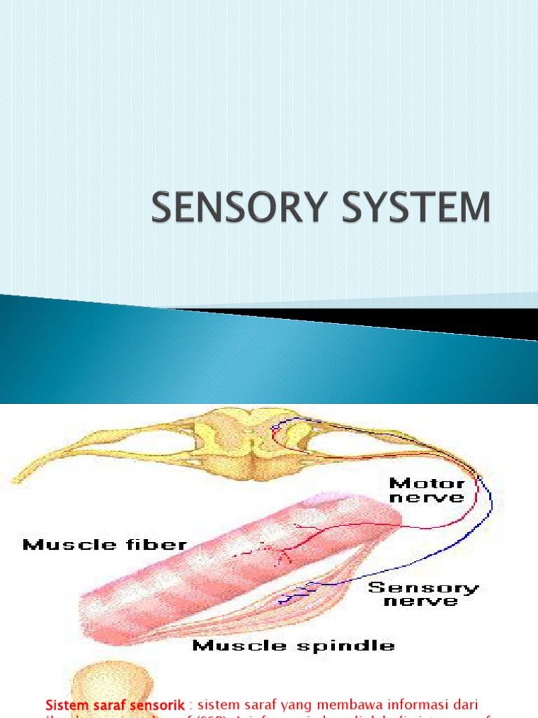 (2.2) Sistem Saraf Sensorik | PDF