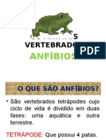 Anfíbios - Amphibia