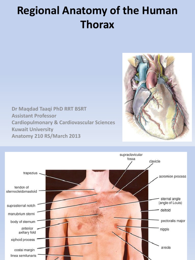 Anatomy of the Human Thorax Regions | PDF | Aorta | Thorax