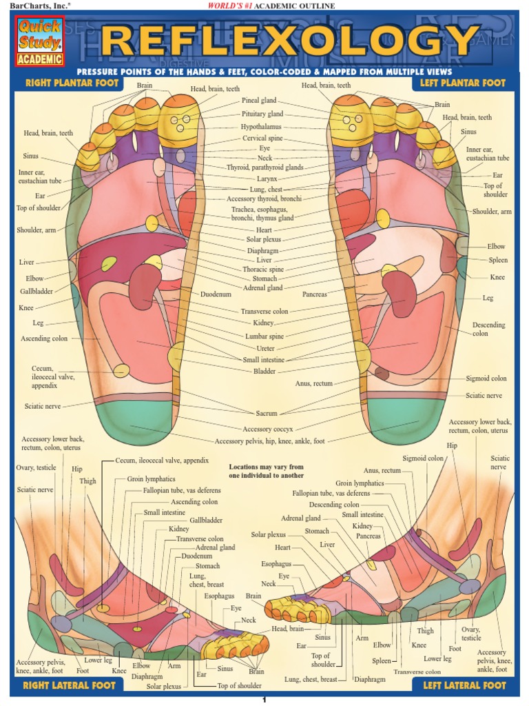 Reflexology Laminated Reference Guide (Quick Study Academic Outline) | PDF