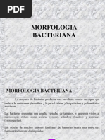 Estructura de la Pared Celular Bacteriana | PDF | Bacterias Gram ...