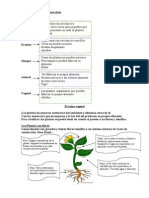 Clasificación de Los Seres Vivos