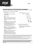 Download Avocado Growing in the Florida Home Landscape University of Florida CIR1034 by Rufus SN19045800 doc pdf