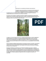 Clases de Bosques