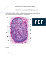 Sistem Limfoid - Pandangan Menyeluruh