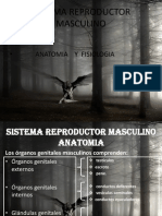 Sistema Reproductor Masculino Fisiologia2