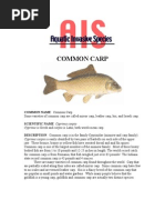 Common Carp