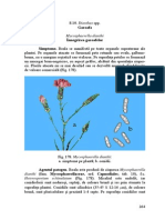 Garoafa PDF